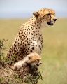Cheetah (Acinonyx jubatus).jpg