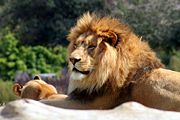 Lion dav-5835.jpg