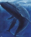 Blue whale (Balaenoptera musculus)-blåval-baleine bleue.jpg
