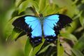 Papillon bleu calédonien - Papilio montrouzieri.JPG