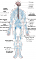 Système nerveux-systeme-nerveux-nerfs.png