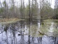 Swamp-wetland-marais-zone humide.jpg