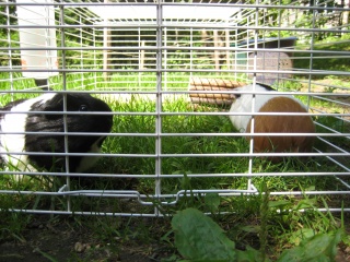 Fil:Les cochons d'inde-7834.jpg