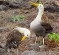 Photo Albatros des Galagos.jpg