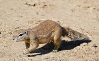 South African Ground Squirrel (Xerus inauris) (31729369934).jpg