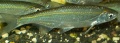 Thumbnail for version as of 16:30, 12 July 2009