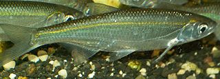 File:Ablette (Alburnus alburnus).jpg