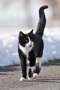 Mon chat bouboule-8361.jpg