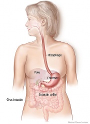 Système digestif-Œsophage-Foie-Estomac-Intestin grêle-Gros intestin.jpg