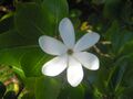 Tiaré tahiti - Fleur de Monoï.jpg