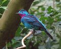 Cotinga de Cayenne - Spangled cotinga (Cotinga cayana) - Oiseau - Bird.jpg