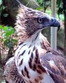 Philippine Hawk-eagle.jpg