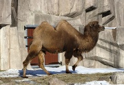 Chameau de Bactriane (Camelus bactrianus).jpg