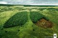 Déforestation.jpg