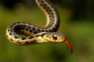 File:Couleuvre rayée-8233.jpg