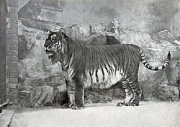 Tigre de la Caspienne.jpg