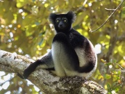 Indri (Indri indri)-6388.jpg