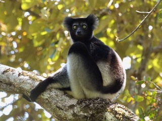 Fil:Indri (Indri indri)-6388.jpg