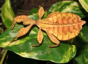 Phyllie Phylliidae.jpg