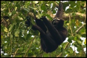 Gibbon noir.jpg