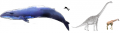 Baleine bleue-brachiosaure-girafe-homme.png