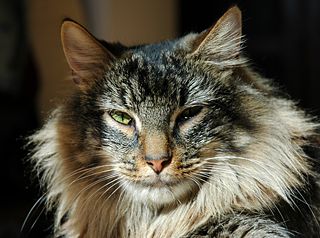 Fil:Cat Mandu-2271.jpg