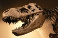 Tyrannosaurus rex head.jpg
