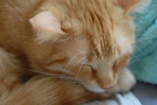 Fil:Chat dormant.jpg