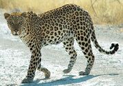 Namibie Etosha Leopard 01edit.jpg