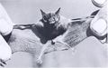 Kitti's hog-nosed bat (Craseonycteris thonglongyai) - bumblebee bat - chauve-souris bourdon.jpg