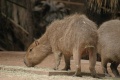 Capybara-9574.jpg