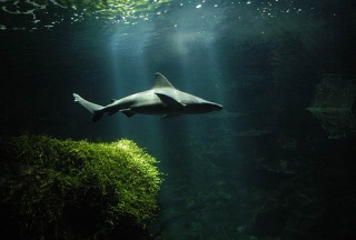File:Requin-9381.jpg