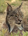 Lynx ibérique-Iberian lynx (Lynx pardinus) 2.jpg