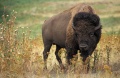 Bison d'Amérique du Nord (Bison bison).jpg