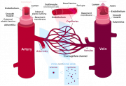 Bloodvessels.svg.png