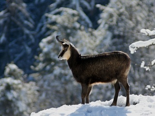 Fil:Chamois en hiver-9469.jpg