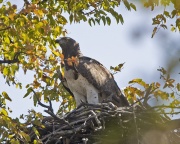 Martial Eagle (Polemaetus bellicosus)-5987.jpg