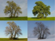 Peuplier-arbre-saisons.jpg