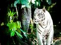 Dafranzos-tiger-1545023 1920.jpg