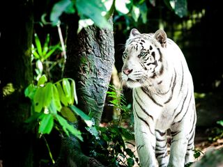 File:Dafranzos-tiger-1545023 1920.jpg