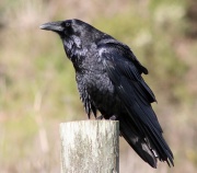 Grand corbeau (Corvus corax).jpg