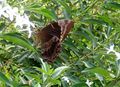 Papilio montrouzieri.JPG