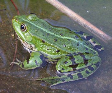 Grenouille — Wikimini, l’encyclopédie pour enfants