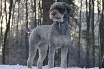 Lagotto im Winter.JPG