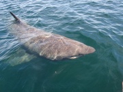 Haut du requin pèlerin.jpg