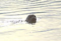 Thumbnail for version as of 10:51, 20 March 2009
