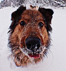 Fil:Photo Hound-867.jpg