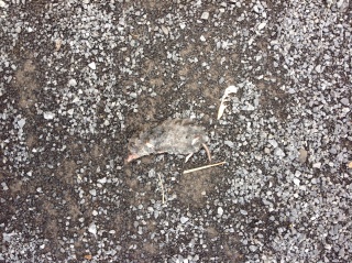 File:Pnpapanimalmort.jpg