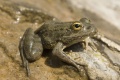 Karpathos frog - Grenouille de Karpathos (Pelophylax cerigensis).jpg