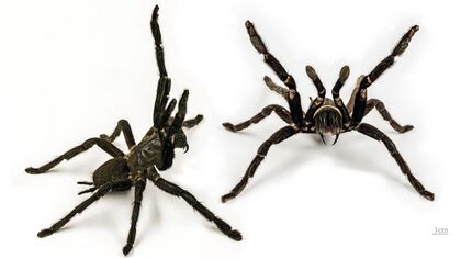 Tarentule noire de Thaïlande
